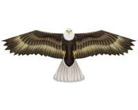 Birds of Prey Bald Eagle